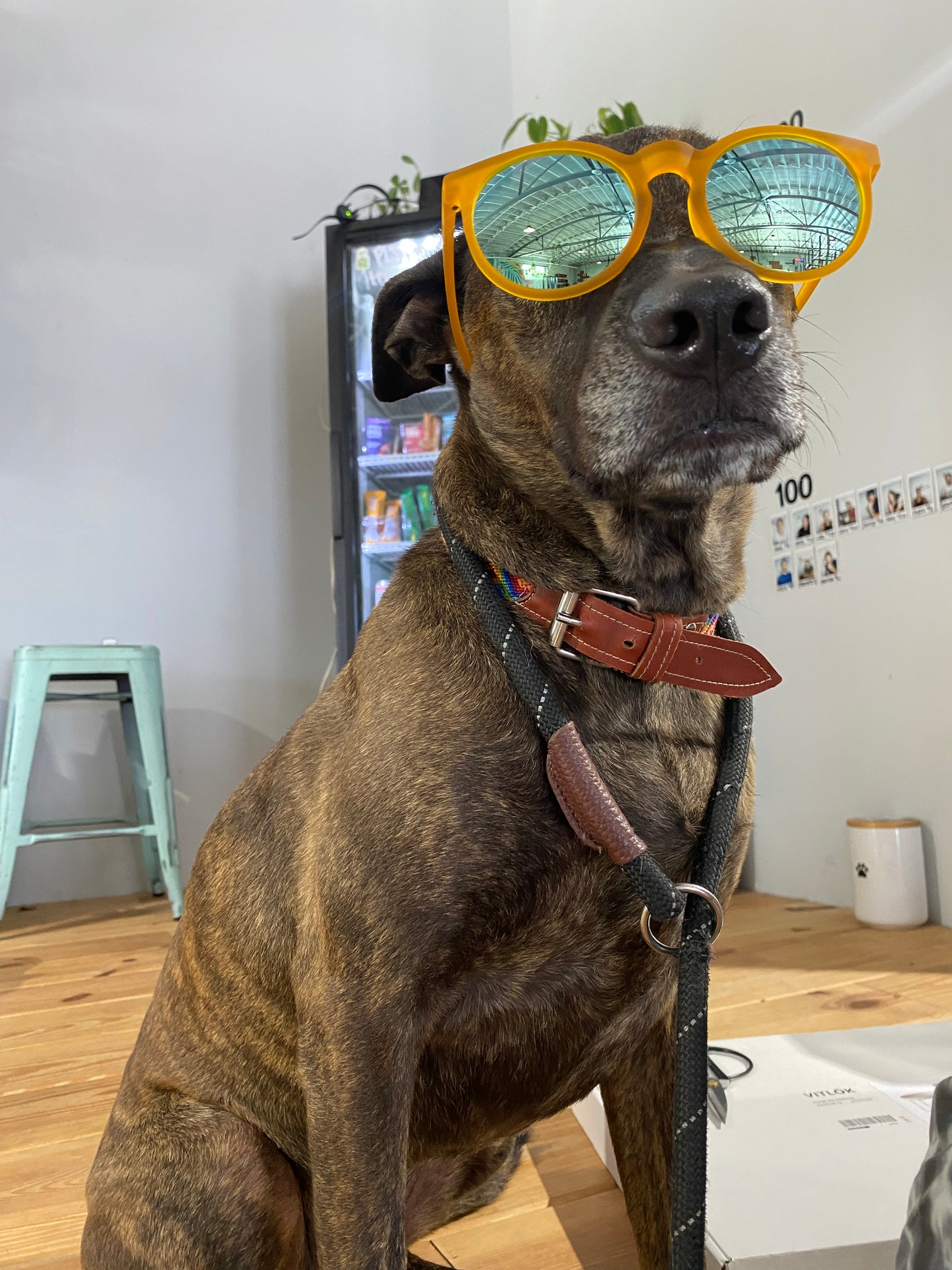GoodR Sunglasses