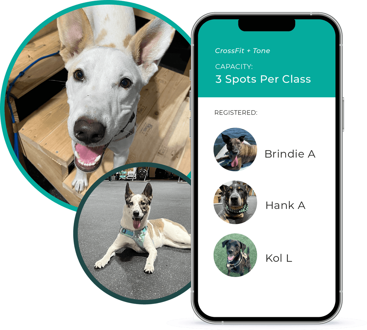 Dogs signed up for class in app